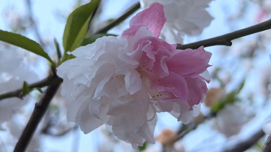 组图看“一树双色”桃花的绚丽之美