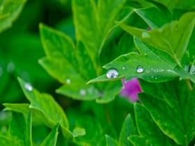 降雨增多湿气加重 祛湿有窍门