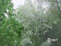 清新雅致 北京奥森流苏树繁花似雪