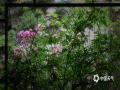 以花为窗 北京街头月季蔷薇映日开