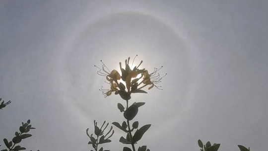 河北邢台巨鹿县出现日晕景观 光环闪耀