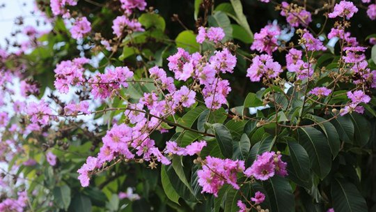 广西防城港紫薇花开 如梦幻云霞