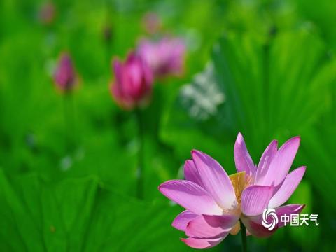 “荷”你相约 北京颐和园荷花图上新